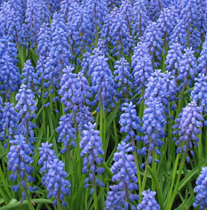 Мускари армянский(Muscari armeniacum)