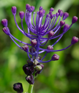 Мускари хохлатый (Muscari comosum)