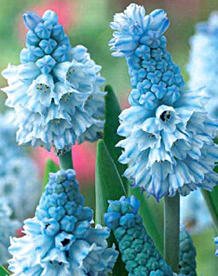 Мускари лазоревый (Muscari azureum)