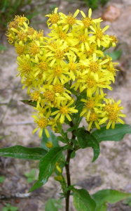 Солидаго (Solidago) или золотарник канадский 