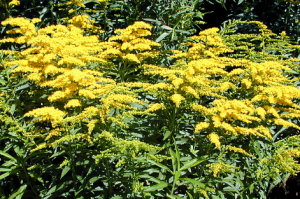 Солидаго (Solidago) золотарник канадский