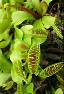 Венерина мухоловка (Dionaea muscipula)