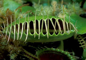 Венерина мухоловка (Dionaea muscipula)