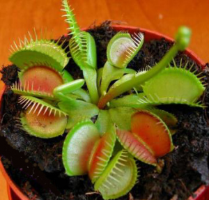 Венерина мухоловка (Dionaea muscipula)