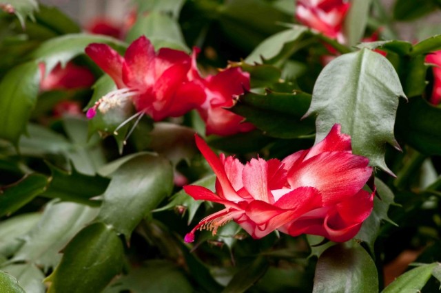 Шлюмбергера усечённая, или Зигокактус усечённый (Schlumbergera truncata)