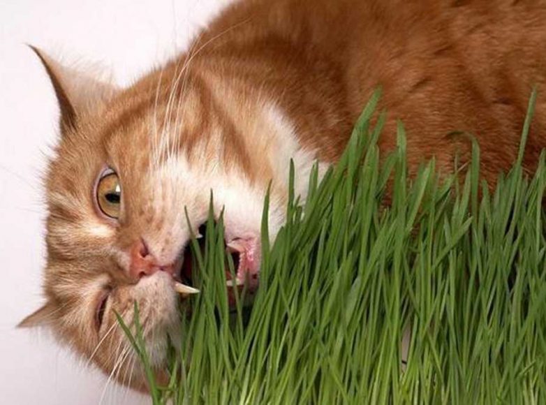Какие растения любят кошки