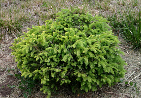 Picea abies Little Gem