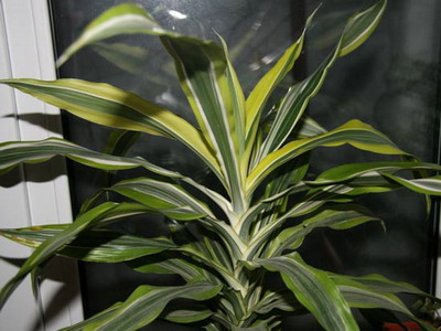 Драцена душистая (Dracaena Fragrans): уход и размножение