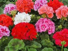 Цветы-талисманы: какие растения защищают дом от бедности и неприятностей.