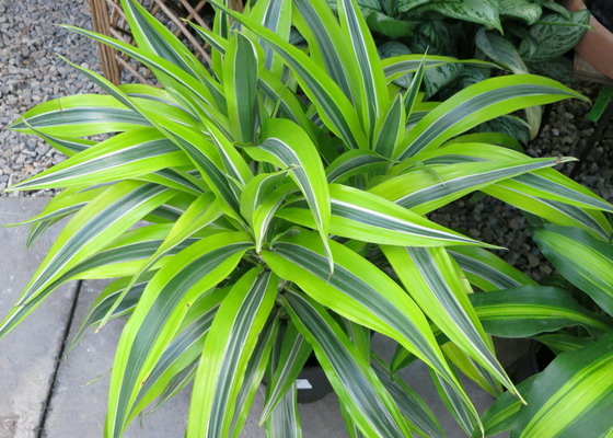 Драцена душистая (Dracaena Fragrans): уход и размножение