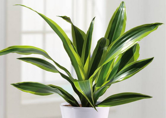 Драцена душистая (Dracaena Fragrans): уход и размножение