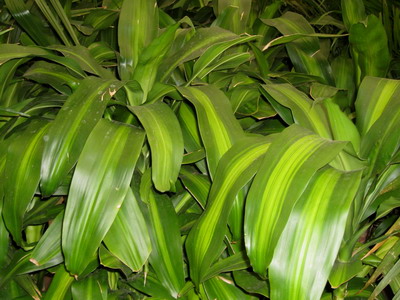 Драцена душистая (Dracaena Fragrans): уход и размножение