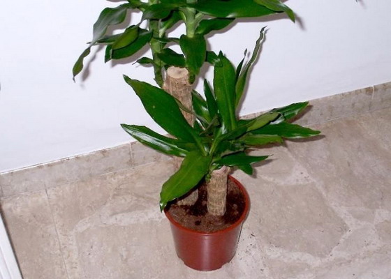 Драцена душистая (Dracaena Fragrans): уход и размножение