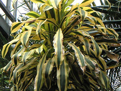 Драцена душистая (Dracaena Fragrans): уход и размножение