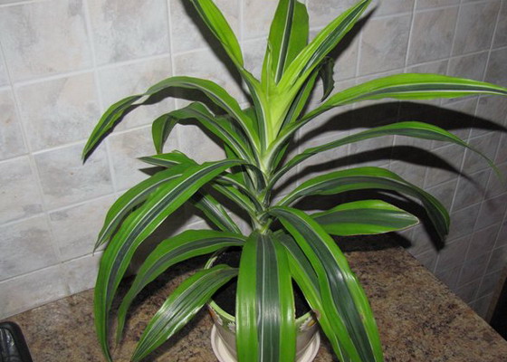 Драцена душистая (Dracaena Fragrans): уход и размножение