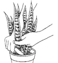 Размножение сансевиерии листовыми черенками