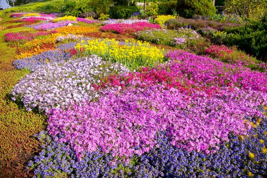 Почвопокровный газон в цвету
