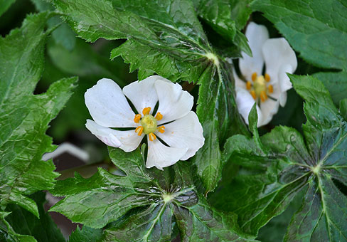 Подофил, подофилл, подофиллум (Podophyllum)