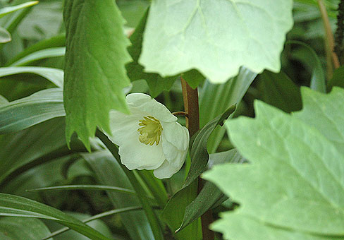 Подофил, подофилл, подофиллум (Podophyllum)