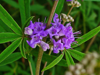 Витекс священный, Авраамово дерево, Монаший перец Vitex agnus-castus