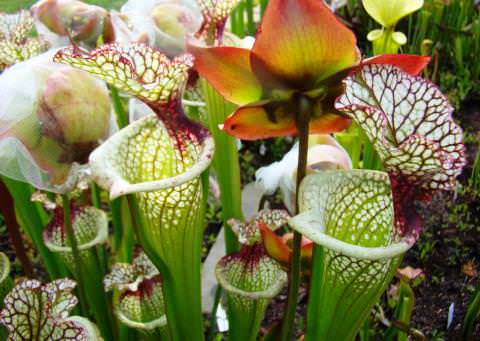 Sarracenia