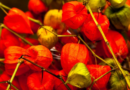 Физалис обыкновенный (Physalis alkekengi)