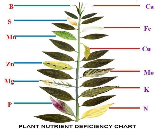 Признаки недостатка и избытка питательных веществ у растений