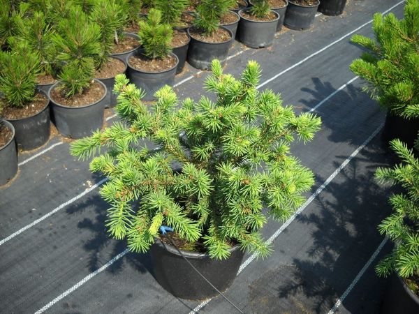 Picea abies Maxwellii