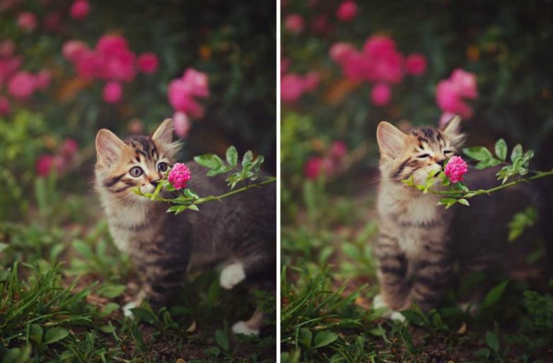Какие растения любят кошки