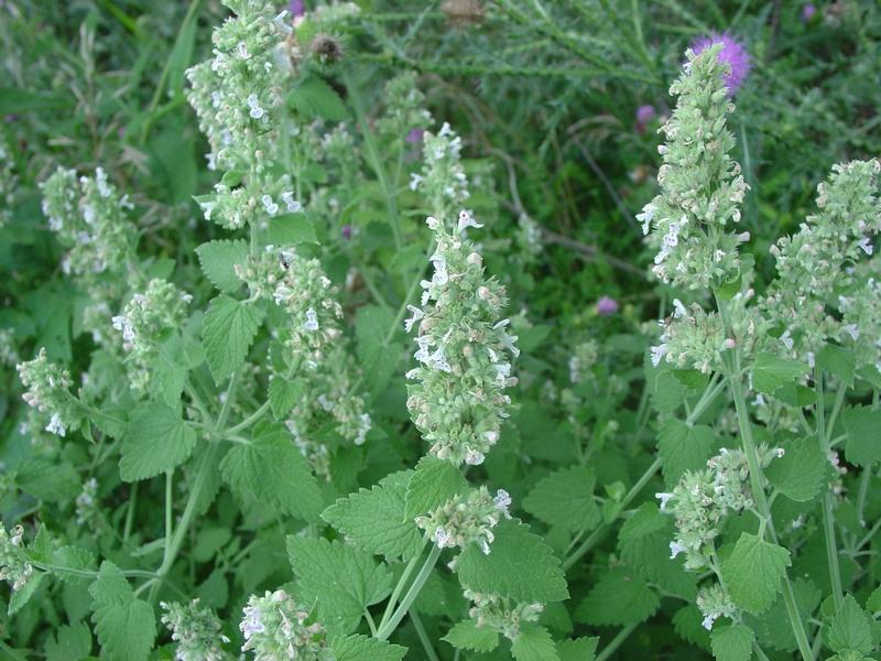 http://www.homeopathyandmore.com/med_images/CATARIA_NEPETA.jpg