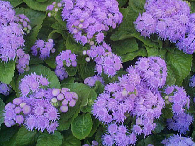 http://www.totalgrowthsolutions.com/images/ProductLibrary/ageratum.jpg