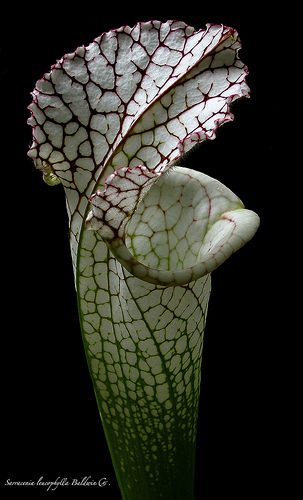 Растение хищник — Саррацения