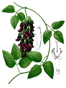 Mucuna pruriens (Мукуна жгучая)