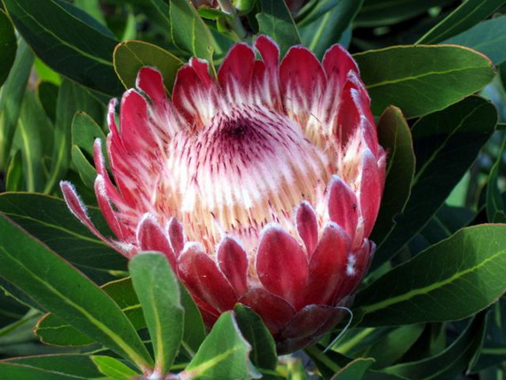 Protea-wkspence_cyberlog_co_uk (570x428, 111Kb)