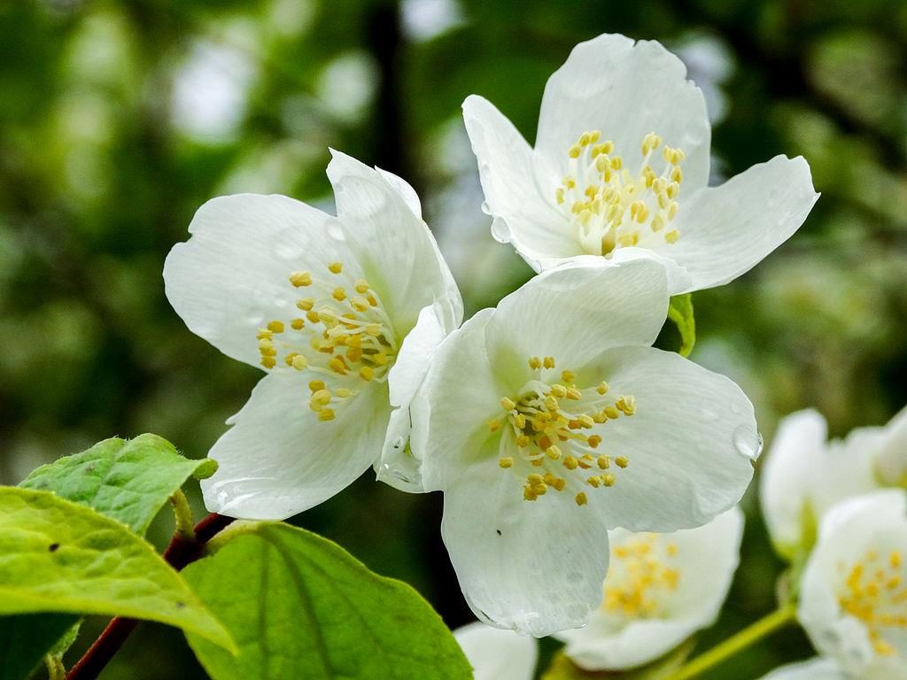 Чубушник фото (лат. Philadelphus)