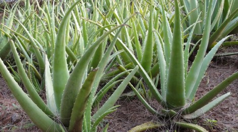 aloe