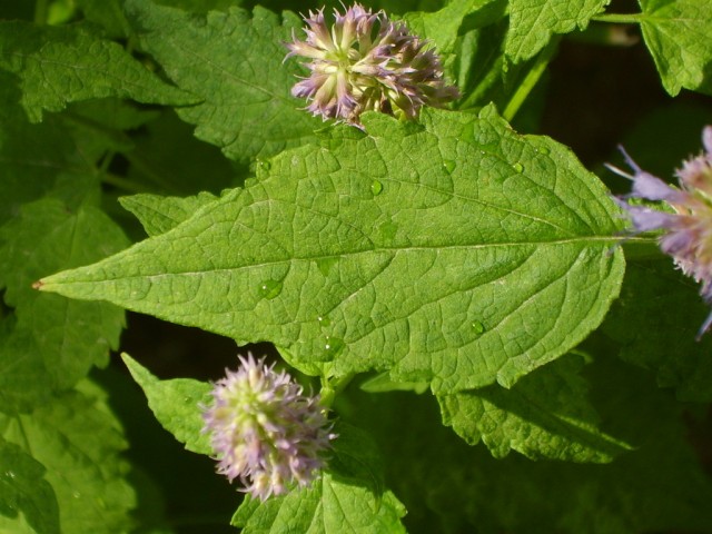 Агастахис морщинистый, или Лофант тибетский (Agastache rugosa)