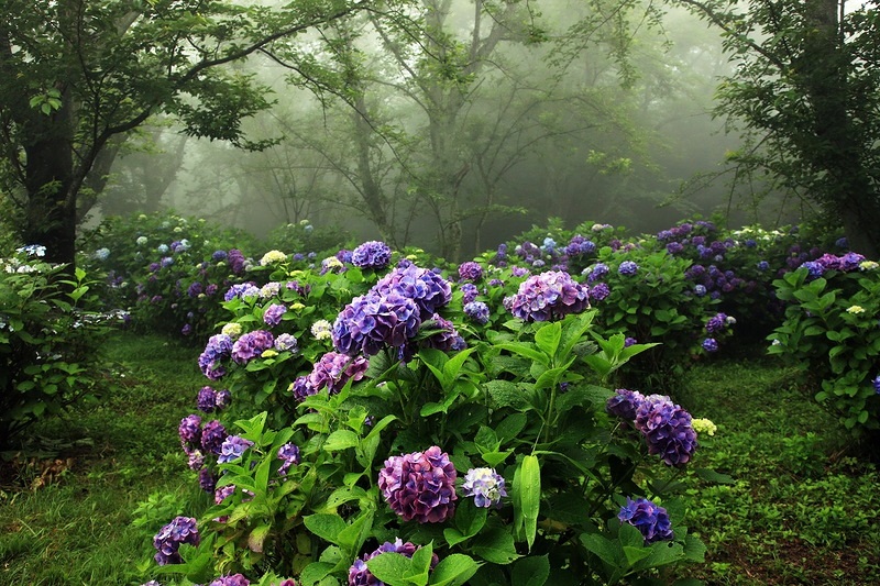 Гортензия садовая (описание, уход). Фото
