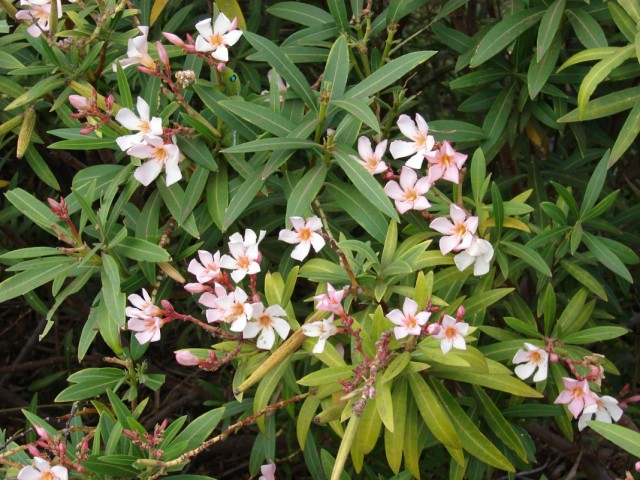 Олеандр обыкновенный (Nerium oleander)