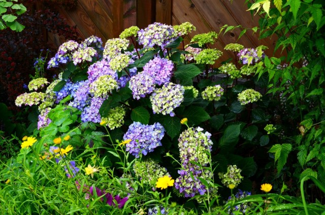 Гортензия крупнолистная (Hydrangea macrophylla)