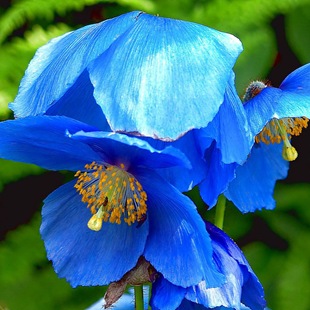 Синие цветы — фото. Растения с синими цветками. Сочетания с синим цветом