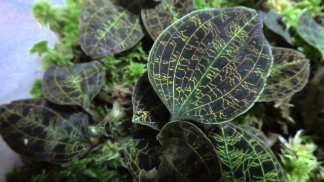 Драгоценная орхидея Макодес петола (Macodes petola)