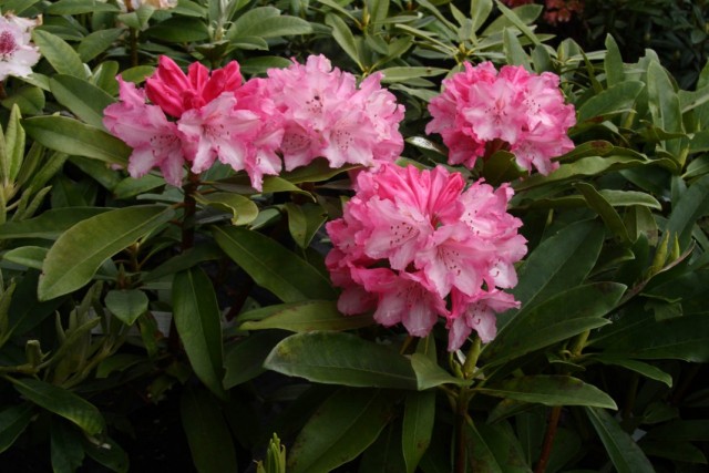 Рододендрон (Rhododendron)