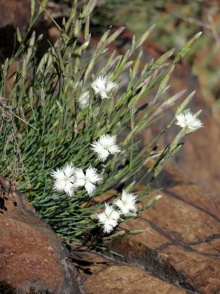 Растение гвоздика иглолистная фото (лат. Dianthus acicularis)