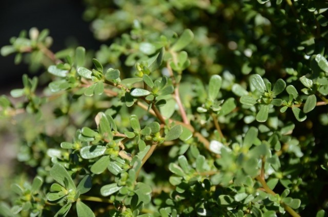 Портулак огородный (Portulaca oleracea)