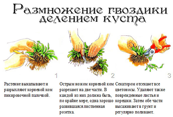 Размножение гвоздики делением куста фото