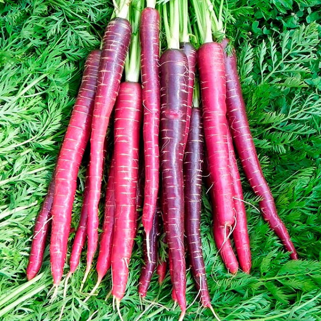 Сорт ранней моркови «Драгон» фиолетового цвета