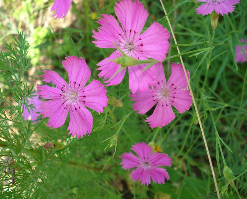 Гвоздика луговая фото (лат. Dianthus pratensis)