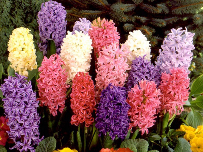 Гиацинт микс – прекрасный цветок с упоительным запахом