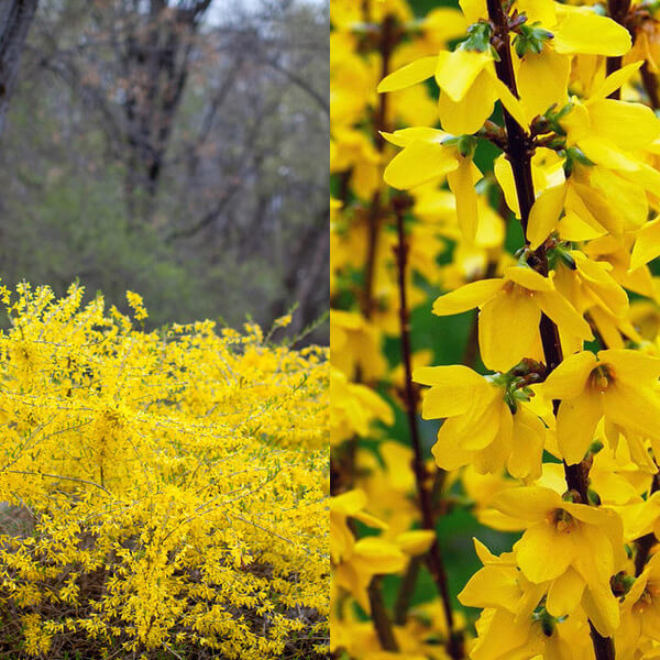 Spring blooms at the Lake Harriet Peace Garden